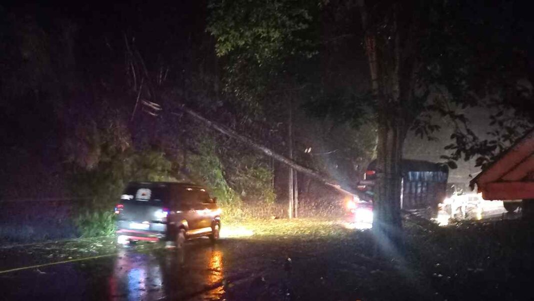 Pohon Pinus Tumbang Di Cigendel Sumedang Arus Lalu Lintas Macet Total