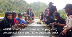 10 Hektare Sawah Kering di Pangandaran Ditanami Cabai
