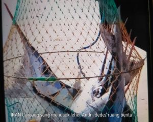 Peka Cahaya, Ikan Caroang Tusuk Leher Nelayan di Pangandaran Hingga Tewas