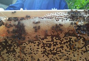 Mudah dan Menjanjikan, Guru SD di Pangandaran Ajak Ternak Lebah Madu