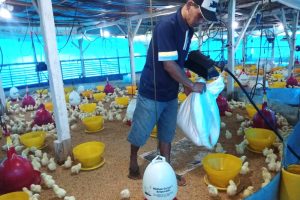 Harga Jual Ayam Terus Merosot, Peternak Ayam Minta Diperhatikan Pemkab Sumedang