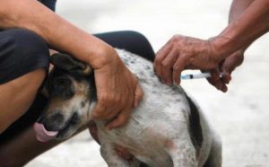 Wow! Kabupaten Garut Jadi Pemasok Anjing Terbesar Kedua Setelah Sumedang