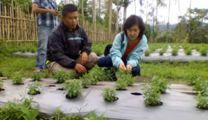 Petani di Indonesia Terus Berkurang, GEC: Siapa yang Akan Menyiapkan Pangan Nanti?