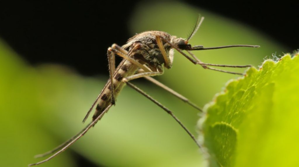 Mirip Demam Berdarah, Waspadai Penyakit Chikungunya yang Bisa Sebabkan Kelumpuhan