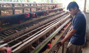 Telur Infertil Rusak Harga Pasar, Peternak Ayam Petelur di Sumedang Keluhkan Omset Turun