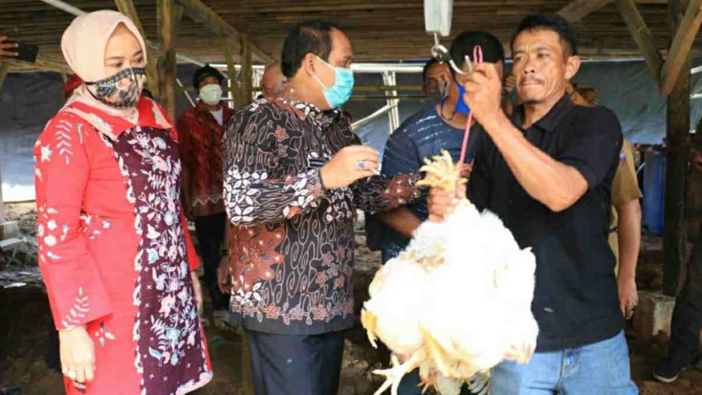 Didukung Pemkab Pangandaran, 34 Peternak Ayam Broiler Berhasil Panen di Tengah Pandemi Corona