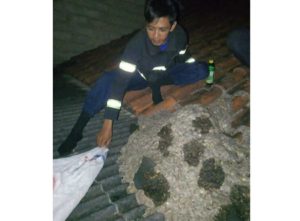 Tawon Vespa Mematikan Bersarang di Genteng Rumah Warga Tanjungsari, Damkar Sumedang Gerak Cepat