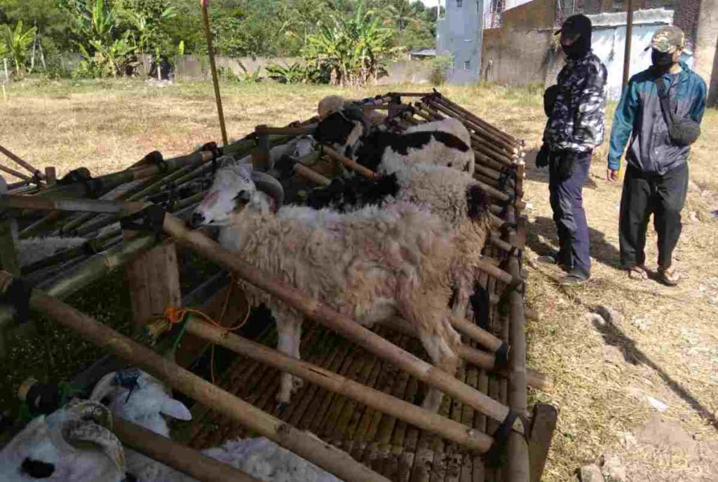 Idul Adha Tahun Ini, Omset Penjual Hewan Kurban di Sumedang Turun Drastis