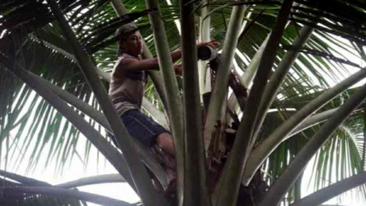 Penderes nira kelapa di Pangandaran
