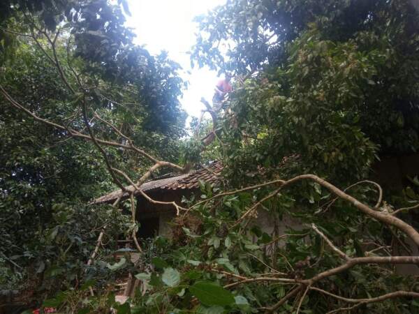 Angin Kencang Tumbangkan Pohon di Cikatomas Tasikmalaya dan Menimpa Rumah Asep