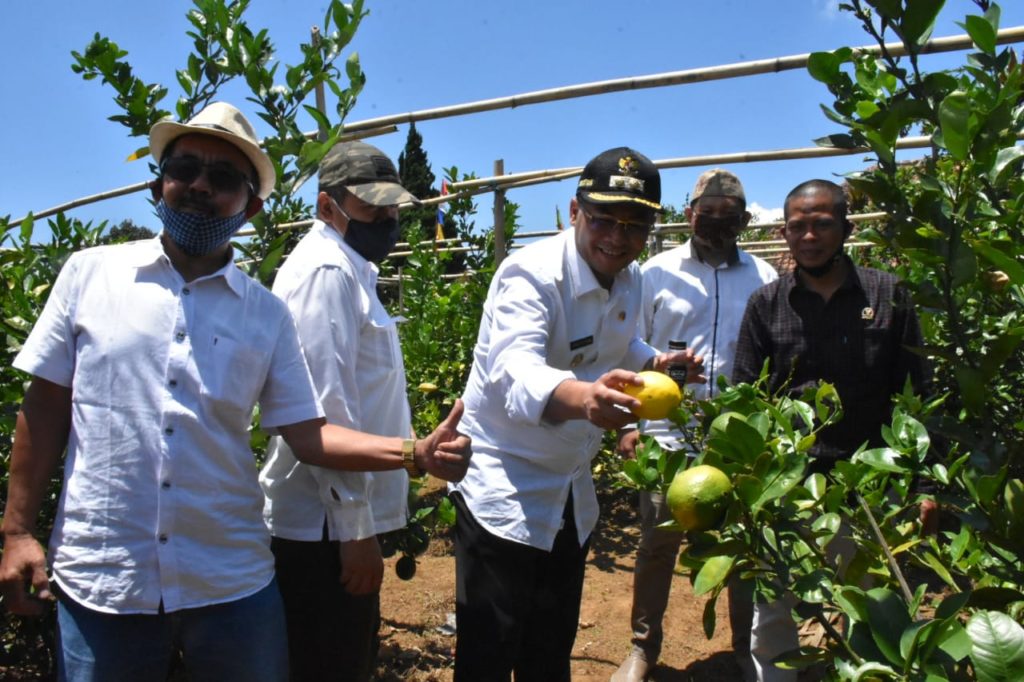 Jeruk Lemon Sumedang Bisa Dikembangkan Layaknya Agrowisata Malang