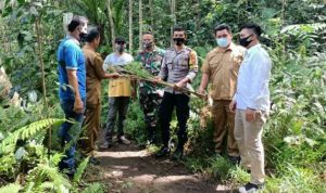 Petugas Gabungan Temukan Tiga Pohon Ganja di Pangandaran