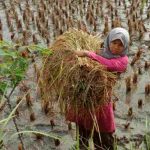 Pemasaran, Indikator Buruknya Ekonomi Petani di Pangandaran
