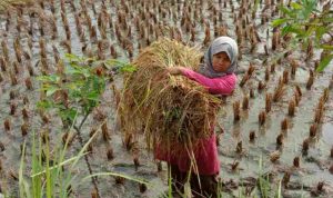 Pemasaran, Indikator Buruknya Ekonomi Petani di Pangandaran