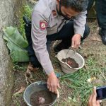 Warga Cibeureum Tasikmalaya Temukan Granat Nanas Aktif Saat Bersihkan Rumput