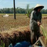 Penyelamatan Lahan Pertanian, Pangandaran Butuh 186 UPPO