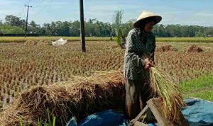 Penyelamatan Lahan Pertanian, Pangandaran Butuh 186 UPPO