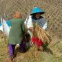 Lahan Pertanian di Pangandaran Terancam Jika Rencana Pembangunan Tak Terkendali