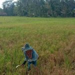 Petani Pangandaran Tak Memilih Varietas Padi Rekomendasi Pemerintah