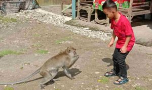 Monyet Liar di BKSDA Pangandaran Kawin 7 Kali Sehari dengan Pasangan Berbeda