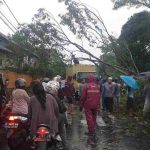 Hujan Angin, Angkot Tertimpa Pohon Tumbang di Bantarsari Tasikmalaya