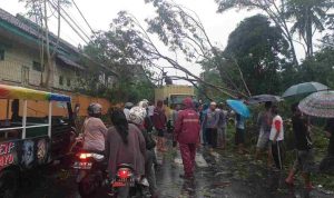 Pohon tumbang dk Tasikmalaya