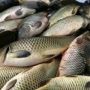 Warga Pangandaran Diimbau Tak Tangkap Ikan dengan Potas