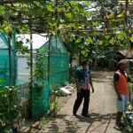 Program Pekarangan Pangan Lestari Upaya Entaskan Kemiskinan di Pangandaran