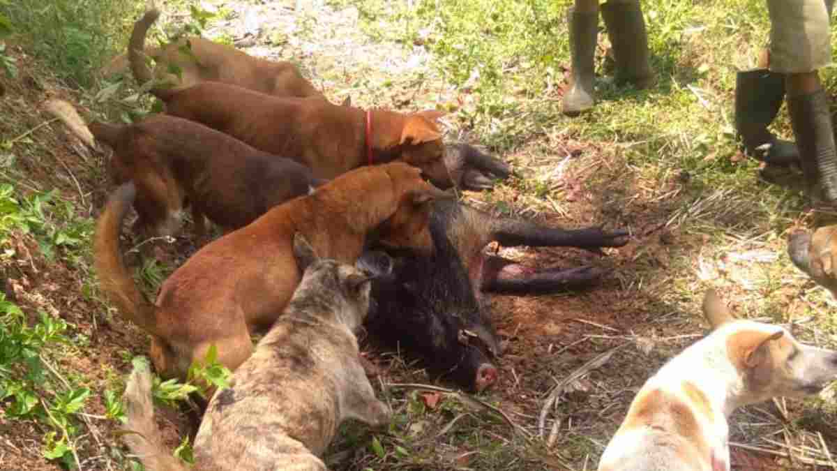 Lahan pertanian warga Langkaplancar, Pangandaran dirusak babi