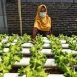 KPED Jabar Siap Fasilitasi Gerakan Urban Farming  1.000 Masjid