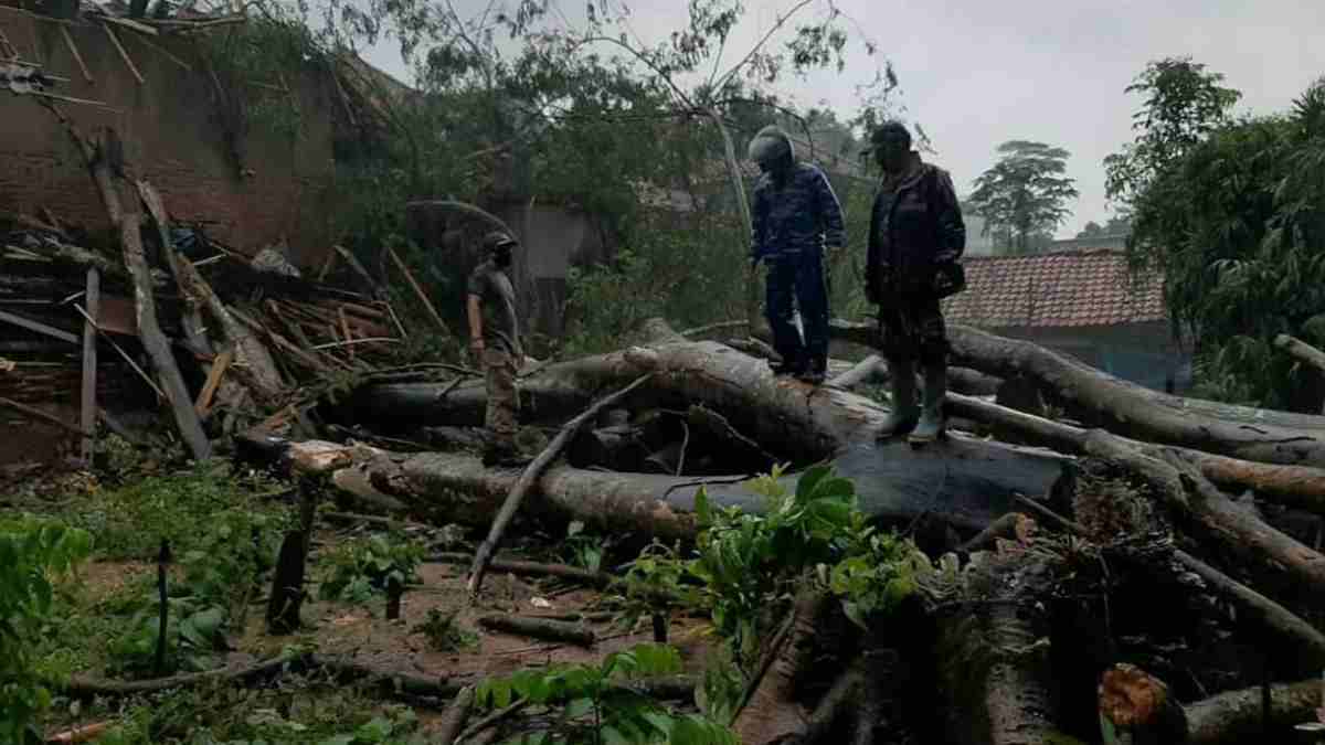 pohon tua tumbang di Cisitu Sumedang
