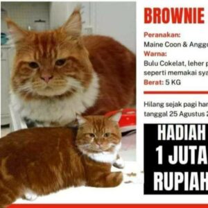 Brownie, Penemu Kucing Lucu Susi Pudjiastuti Bakal Diganjar Hadiah Besar