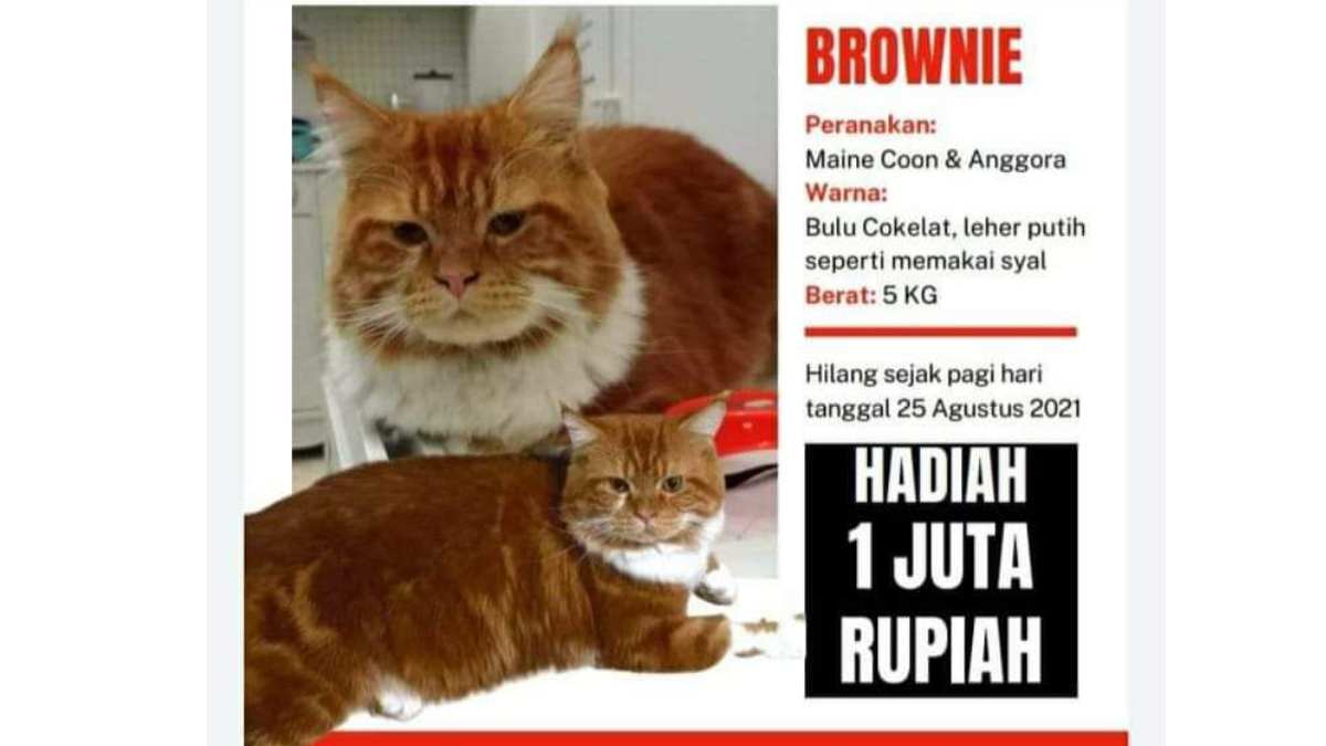 Brownie, kucing lucu Susi Pudjiastuti hilang