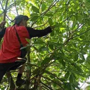 Muara Karangtirta di Pangandaran Bakal Jadi Hutan Mangrove