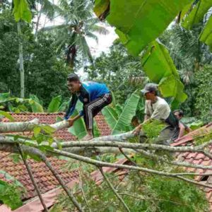 Hujan Deras di Pangandaran, Satu Rumah Warga Tertimpa Pohon