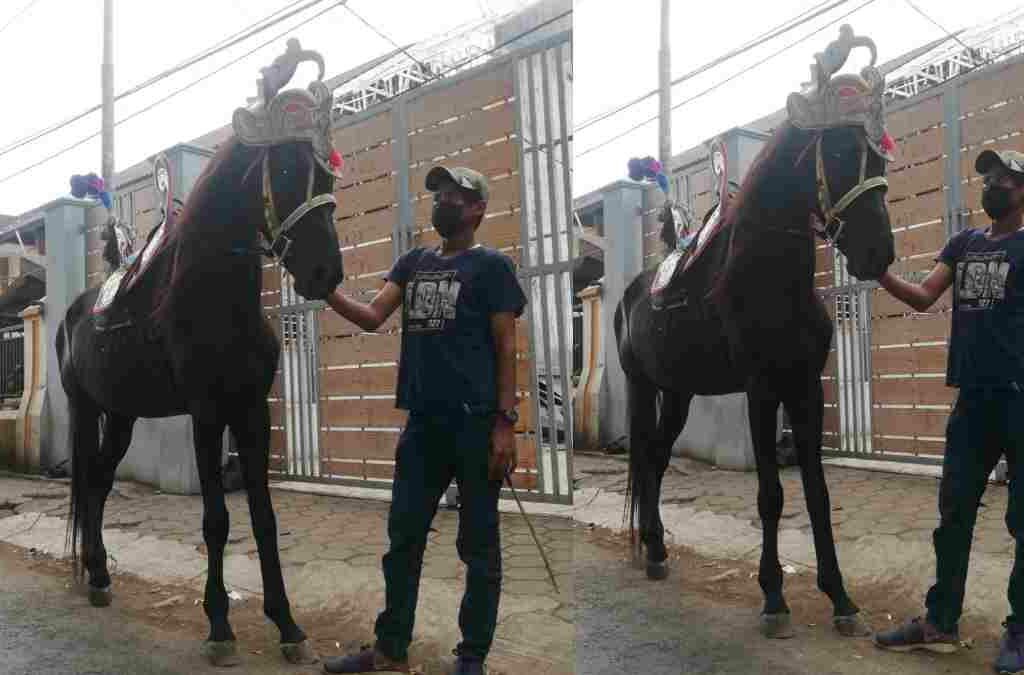 Kuda Renggong si Alex, Sejak Pandemi Hanya Jadi Tunggangan Anak di Sumedang Kota