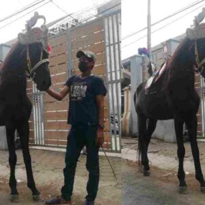 Kuda Renggong si Alex, Sejak Pandemi Hanya Jadi Tunggangan Anak di Sumedang Kota