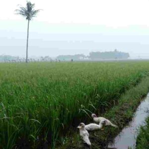 Cuaca Dingin, Persawahan Pangandaran Tertutup Kabut