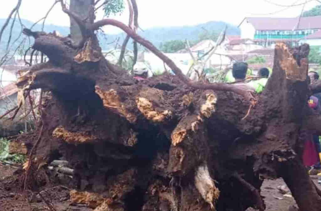 Pohon Teureup Tumbang Timpa 4 Rumah di Sumedang, Tiga KK Mengungsi