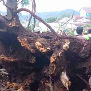 Pohon Teureup Tumbang Timpa 4 Rumah di Sumedang, Tiga KK Mengungsi