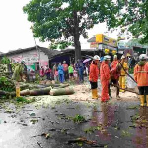 Tiga Pohon Tua di Sumedang Kota Tumbang