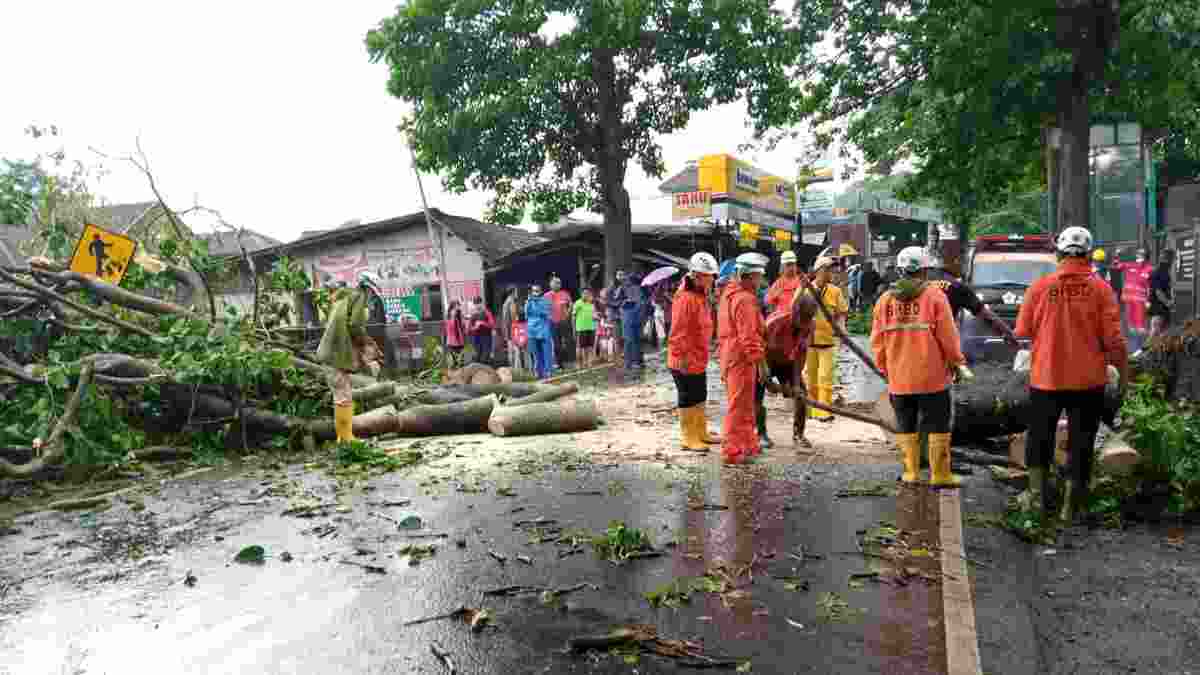 Tiga pohon tua di wilayah Sumedang kota tumbang