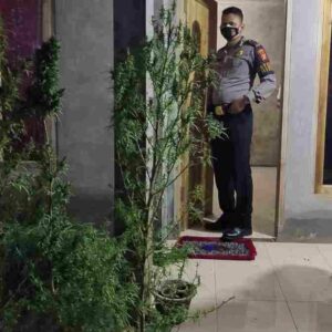 Tanam Pohon Ganja di Rumah, Polisi Tangkap Warga Sukasari Sumedang