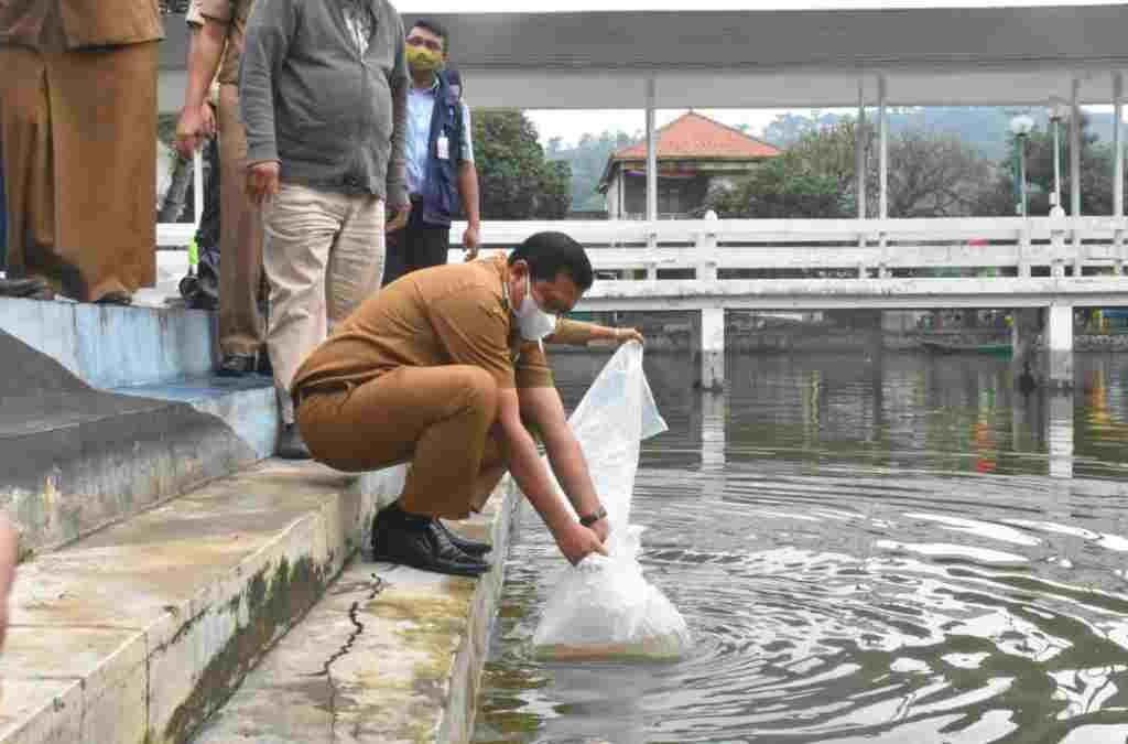 Budidaya Ikan Kanca di Sumedang Menjanjikan