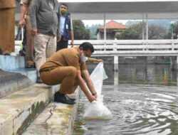 Budidaya Ikan Kancra di Sumedang Menjanjikan