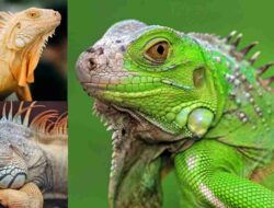 Hal Yang Perlu Kamu Perhatikan Sebelum Memelihara Iguana