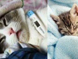 Cara Mengatasi Flu pada Kucing
