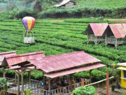 Perkebunan Teh Margawindu Jadi Objek Wisata Favorit di Sumedang