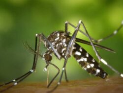 Tiga Jenis Tanaman Rekomendasi IPB untuk Ngusir Nyamuk DBD