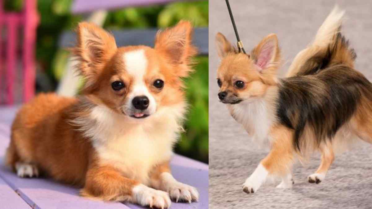 Tips Memelihara Anjing Chihuahua